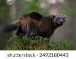 Wolverine (gulo gulo) in the forest late in the evening