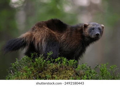 Wolverine (gulo gulo) in the forest late in the evening