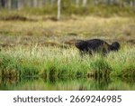 Wolverine, Gulo gulo in forest at Vartius in eastern Finland