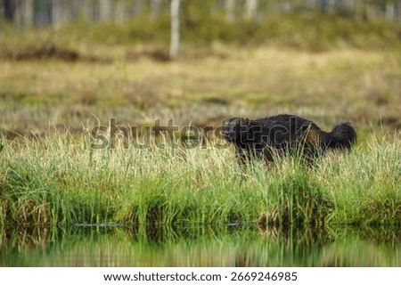 Wolverine, Gulo gulo in forest at Vartius in eastern Finland