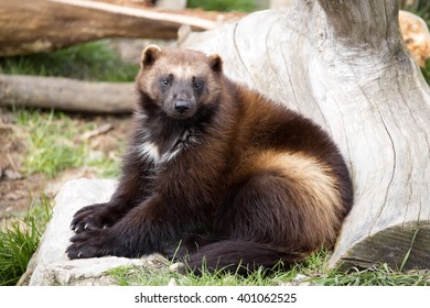 Wolverine Gulo Gulo Huge Beast Stock Photo 401062525 | Shutterstock