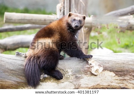 Wolverine, Gulo gulo, a huge beast