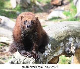 2,417 Wolverine Animal Images, Stock Photos & Vectors 