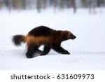 The wolverine (Gulo gulo) on the snow.Wolverine runs along a high snow mound in the Nordic forest. Big scandinavian predator in winter. 