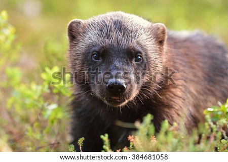 Wolverine (Gulo gulo) portrait. Wolverine face closeup. 