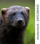 Wolverine (gulo gulo) portrait in the forest