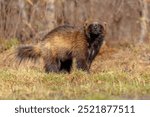 Wolverine (Gulo gulo) also referred to as the glutton, carcajou, or quickhatch, is the largest land-dwelling species of the family Mustelidae. It is a muscular carnivore and a solitary animal. 