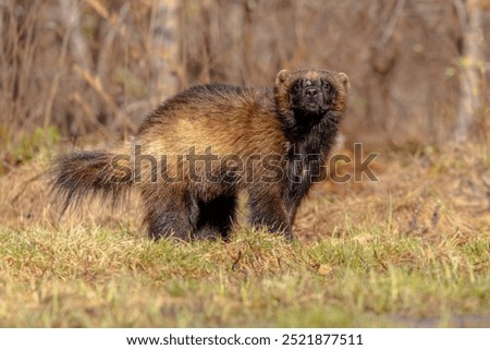 Wolverine (Gulo gulo) also referred to as the glutton, carcajou, or quickhatch, is the largest land-dwelling species of the family Mustelidae. It is a muscular carnivore and a solitary animal. 