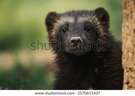 Wolverine ( Gulo  gulo ) sit in the grass and look around. 