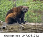 Wolverine, Gulo gulo, sits on a trunk and observes the surroundings