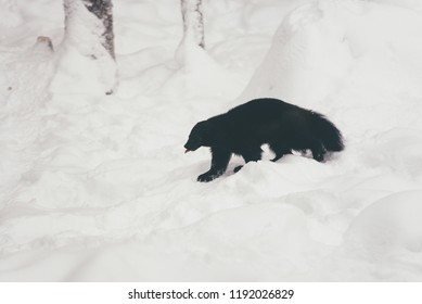 Wolverine (gulo Gulo) With Snow And White Background In The Finland Zoo