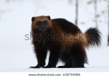 Wolverine (gulo gulo) with snow and white background.Typical image of a wolverine in the snow in winter.