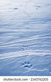 Wolverine (Gulo Gulo) Tracks In The Snow.