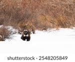 A wolverine running along the shoreline of a frozen lake near Churchill, Manitoba.