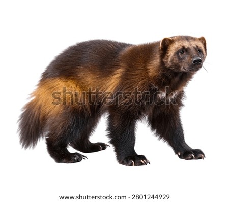 Wolverine Side View Isolated on White Background Wildlife Portrait