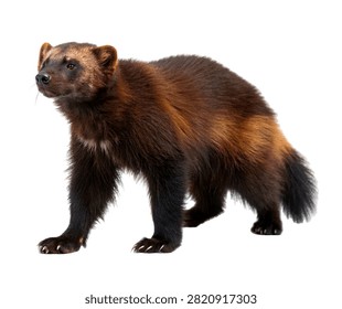 Wolverine Single Wolverine Standing Powerfully Isolated On White Background