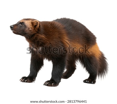 Wolverine Single Wolverine Standing Powerfully Isolated On White Background