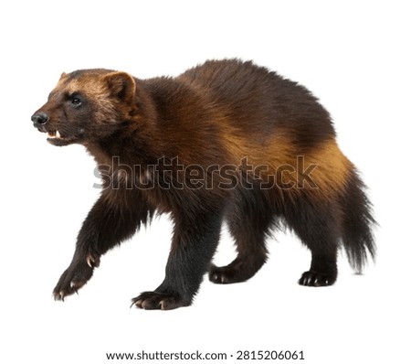 Wolverine Single Wolverine Standing Powerfully Isolated On White Background