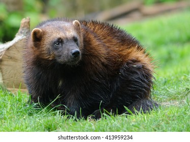 Wolverine Sitting On Green Grass Rainy Stock Photo 413959234 | Shutterstock