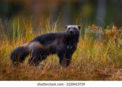 Puesta de sol de Wolverine. Wolverine corriendo en la hierba dorada del otoño. Comportamiento animal en el hábitat, Finlandia. Wolverine en taiga finlandesa. Escena de la vida salvaje de la naturaleza. Animales raros del norte de Europa. 