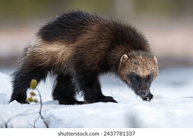 Wolverine walking on snow early in spring