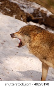 wolves