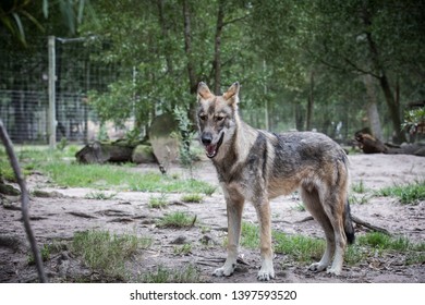 Wolves in an animal sanctuary in south africa