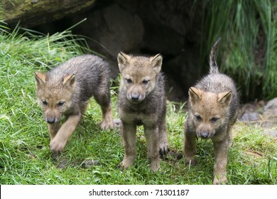  wolves ( Canis lupus )