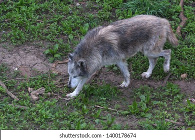 Wolves Carnivores Which Mean They Eat Stock Photo 1400178674 | Shutterstock