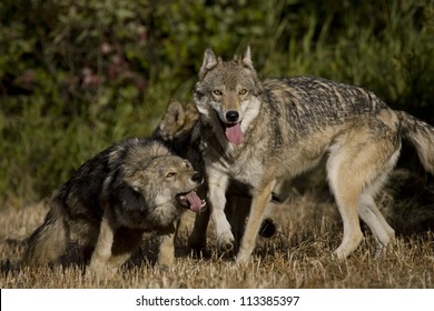 Wolves Display Bonding Rituals Stock Photo (Edit Now) 113385397