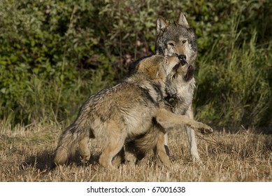 Wolves Display Bonding Rituals Stock Photo 67001638 | Shutterstock