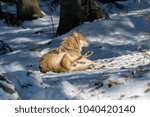 Wolves in a forest