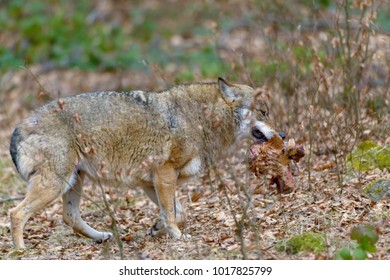 Wolves in a forest