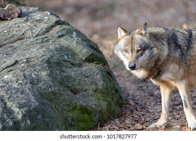 Wolves in a forest