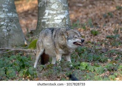 Wolves in a forest