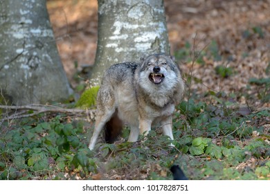 Pair Mating Squirrels Emerge Their Nest Stock Photo 1703310586 ...