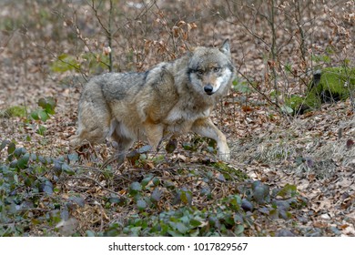 Wolves in a forest