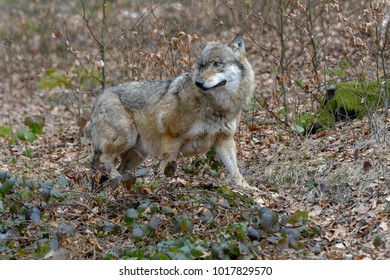 Wolves in a forest