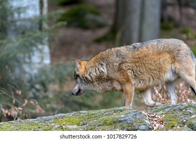 Wolves in a forest