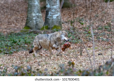 Wolves in a forest