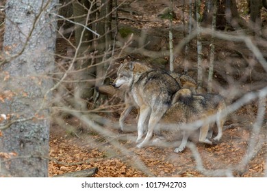 Wolves in a forest 