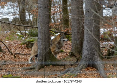 Wolves in a forest 