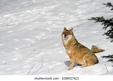 Wolves in a forest