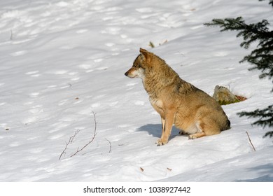 Wolves in a forest