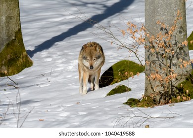 Wolves in a forest