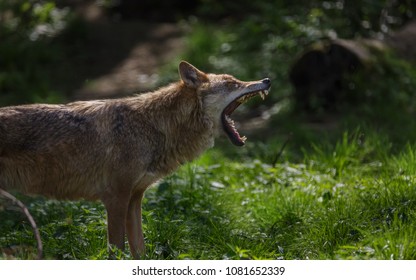 Wolves In Forest