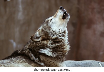 Wolves Howl In Moscow Zoo