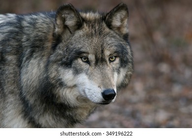 Wolves Of Lakota Wolf Preserve Series