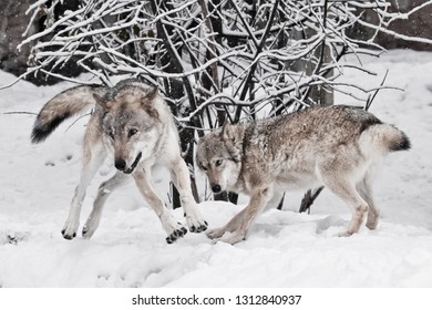 370 Wolf mating Images, Stock Photos & Vectors | Shutterstock