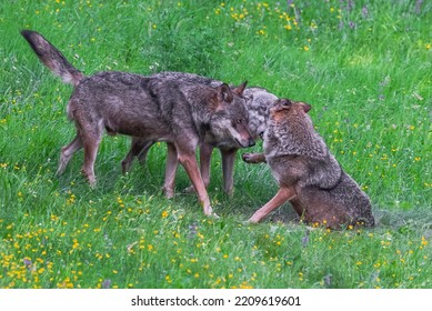 Wolves Playing In A Wildlife Center In The Western Alps In Italy